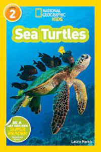 Image of Sea Turtles